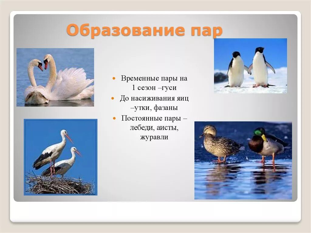 Годовой жизненный цикл птиц 7 класс. Годовой цикл жизни птиц. Сезонные изменения в жизни птиц. Образование пар у птиц. Сезонные явления в жизни птиц 7 класс.