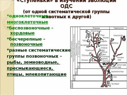 Туя систематическая группа