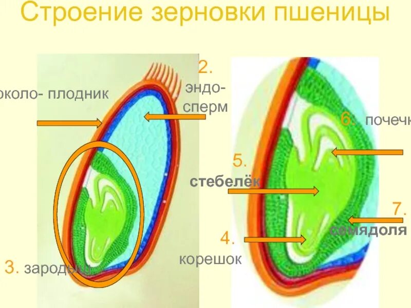 Строение зародыша зерновки. Строение зерновки пшеницы 6. Строение зародыша пшеницы. Строение семени зерновки пшеницы.