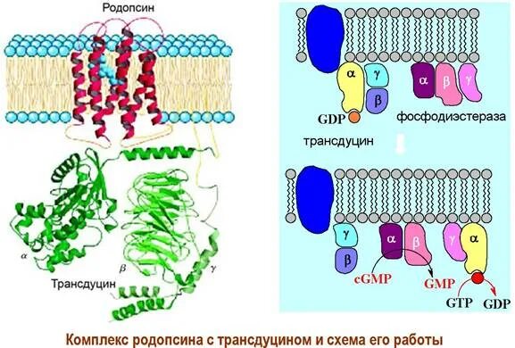 Содержат пигмент родопсин. Родопсин строение. Белок родопсин. Белок родопсин функция. Родопсин структура функции.