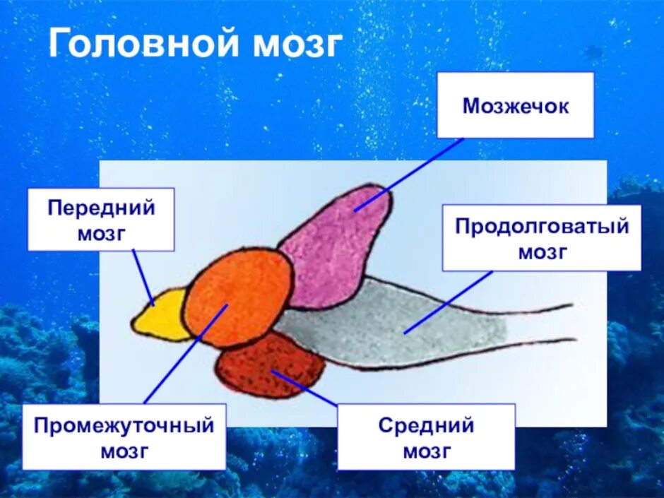 Головной мозг рыб развит. Строение головного мозга рыбы. Промежуточный мозг у рыб. Мозг рыбы с подписями. Средний мозг у рыб.