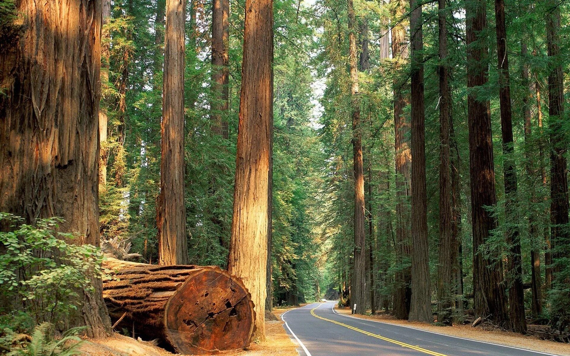 Тема громадный. Национальный парк Секвойя Калифорния. Секвойя парк США. Секвойя и сосна. Секвойя дерево лес.