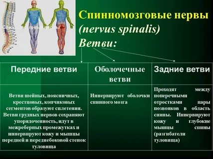 Общее количество спинномозговых нервов 31 пара