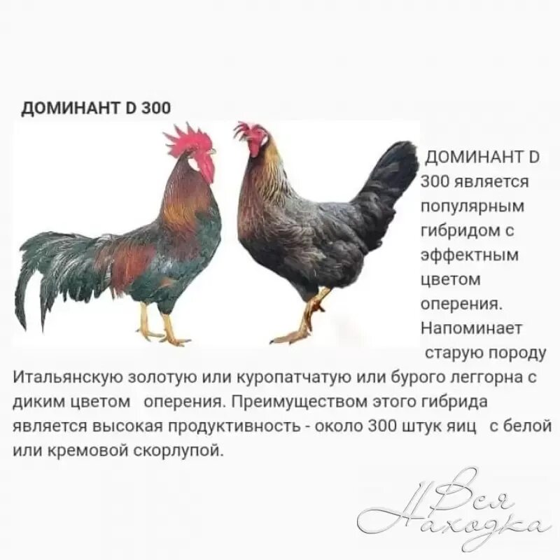 Доминант гс 300 описание. Доминант 300 куропатчатый. Доминант gs459 порода кур. Доминанты 300 порода кур. Доминант 192 порода кур.