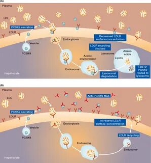 Ингибиторы pcsk9