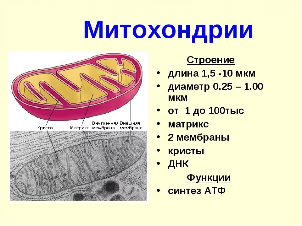 Что такое митохондрии простыми словами у человека. Митохондрии строение и функции. Состав и строение митохондрии. Митохондрии строение и функции рисунок. Состав митохондрии.