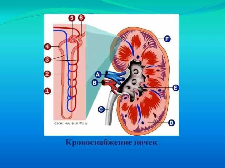 Кровоснабжение нефрона. Кровоснабжение почки. Кровообращение в почке физиология. Кровоток в почках.