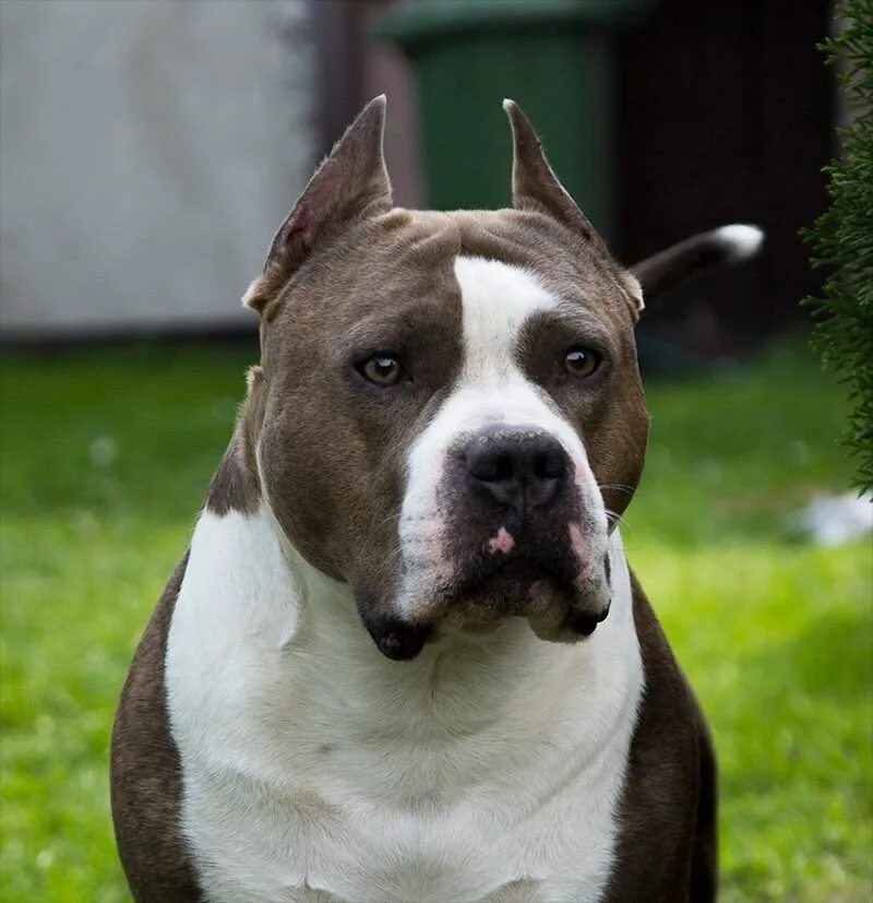 Стафорширскийпидбультерьер. Американский стаффордширский терьер шоколадный. Американский стаффордширский терьер. Американский стаффордширский терьер рыжий. Американский стафтерьер.
