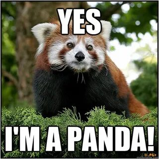 Panda meme