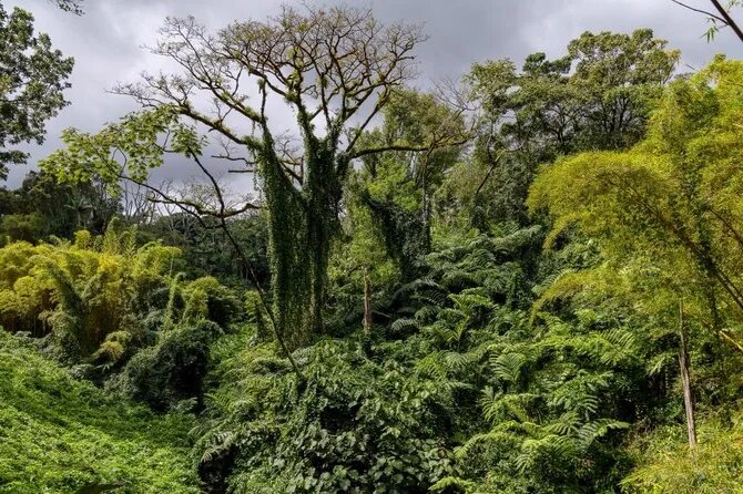 Brazil, Indonesia, DR Congo: Biggest rainforest nations form triple alliance to 