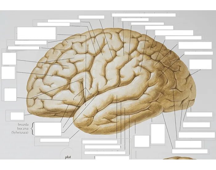 Brain 9