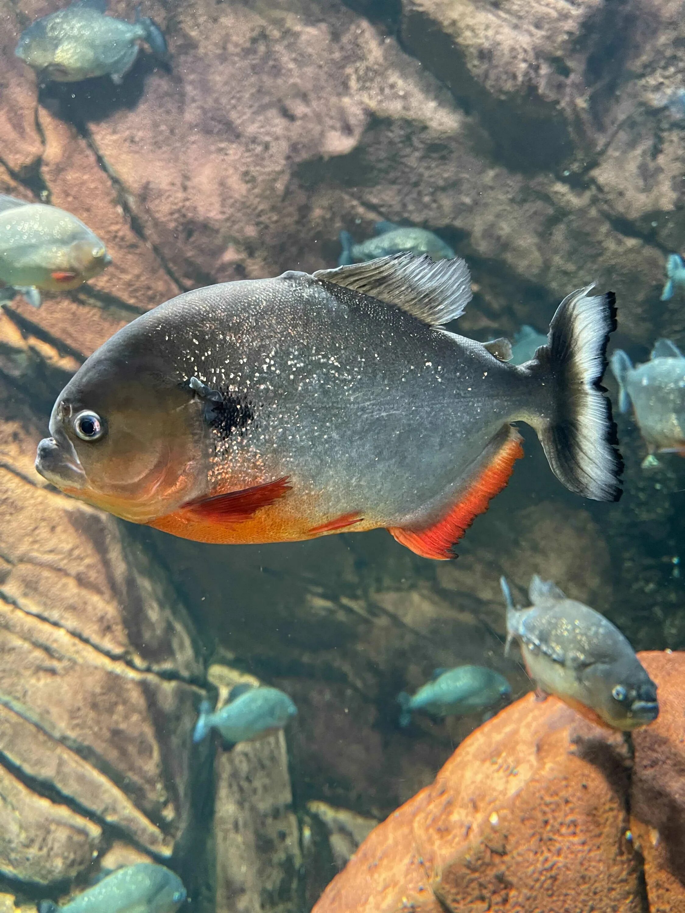Piranha - espécies de piranhas - Peixes - InfoEscola