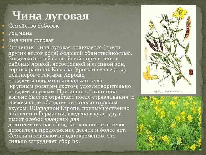 растения семейства бобовых. лекарственные культуры семейства бобовые. чина луговая описание цветка. представители бобовых двудольных растений. люпин семейство мотыльковые.