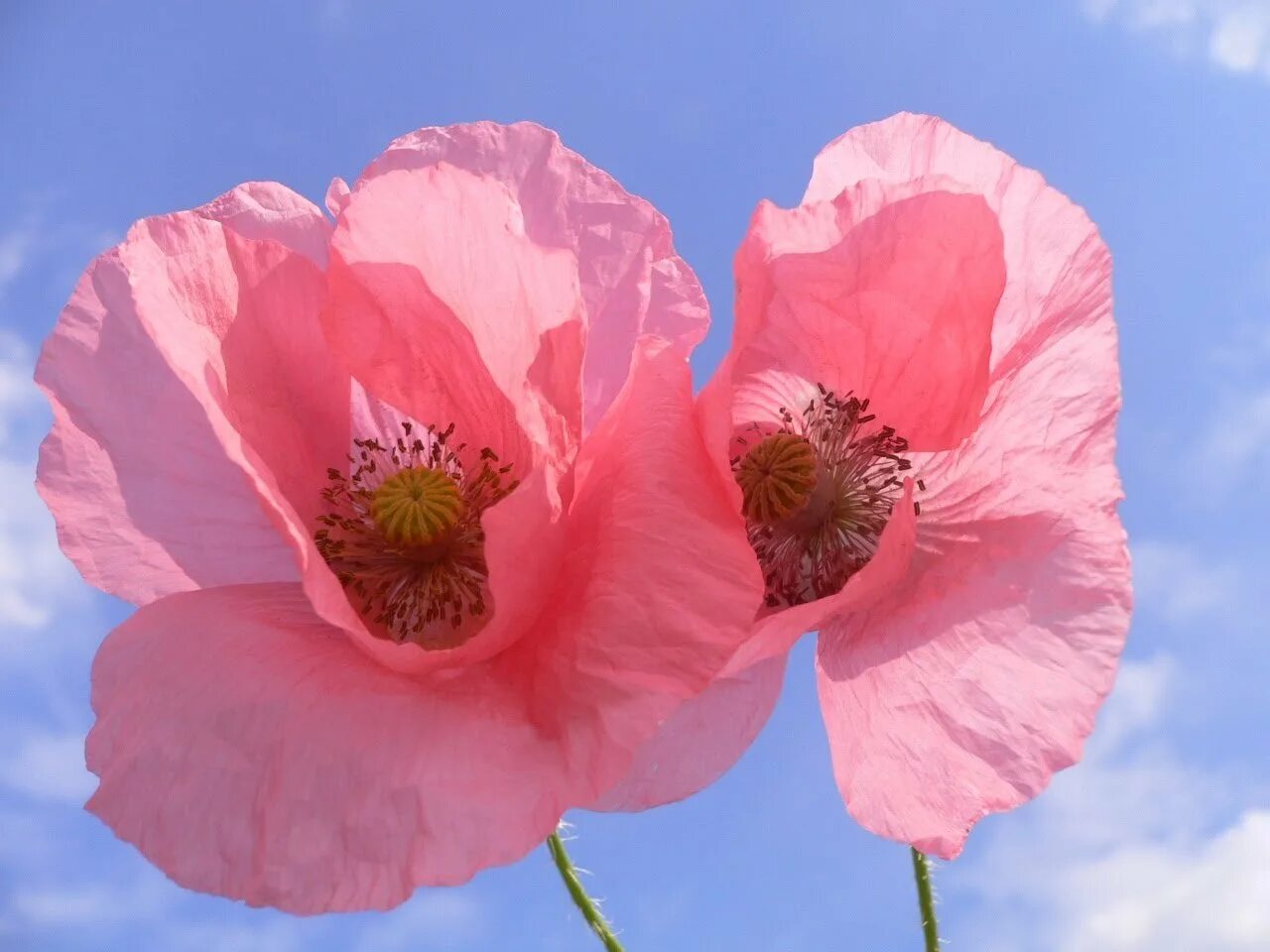 Розовый мак 2. Мак papaver розовый. мак восточный распберри куин. мак поппи. мак (poppy seeds).