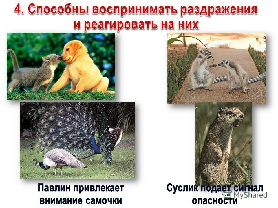 предмет изучения зоологии. зоология наука о животных. зоология животные. зоология предложение. разнообразие животных 3 класс окружающий мир.