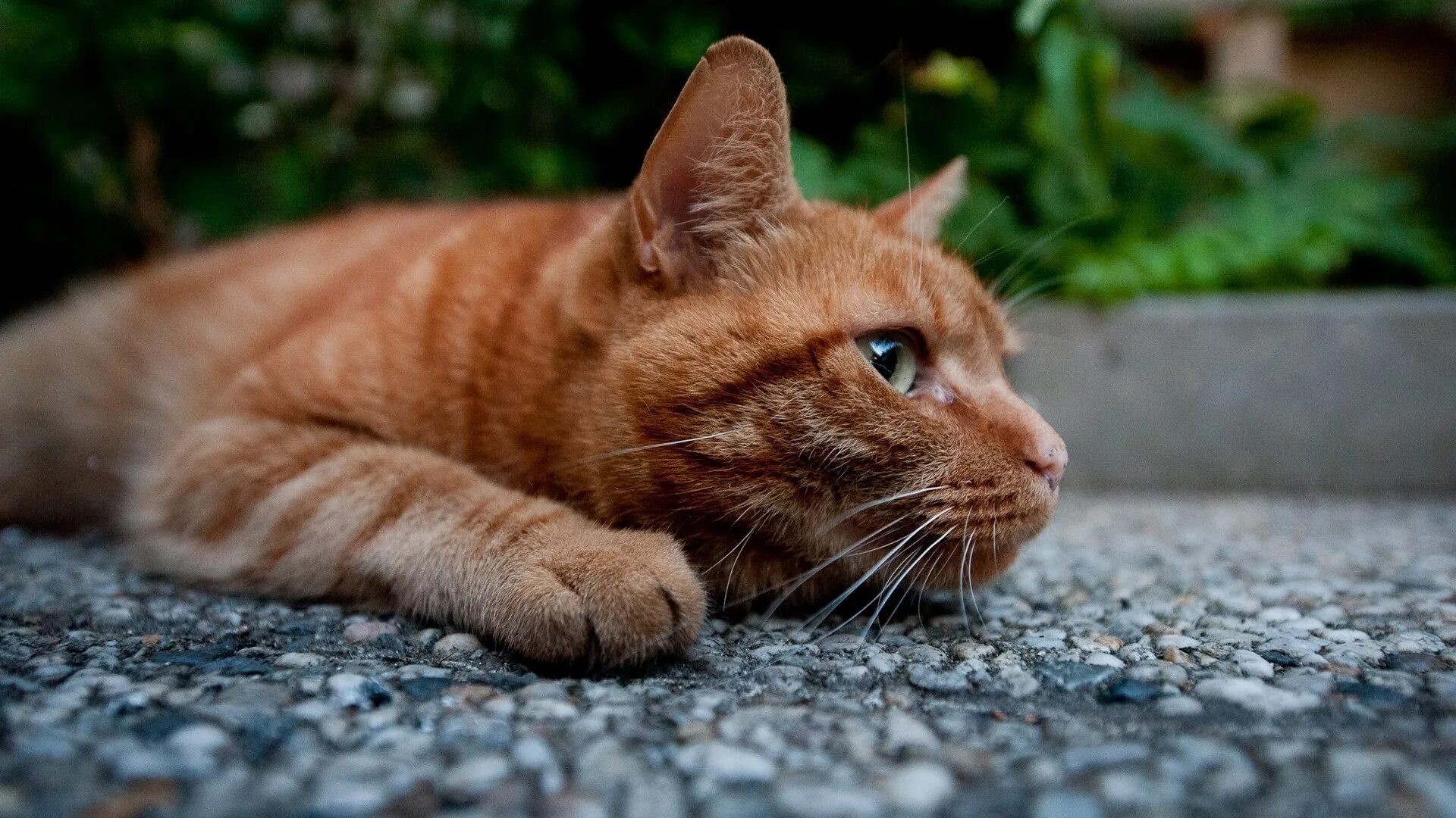 Cat org