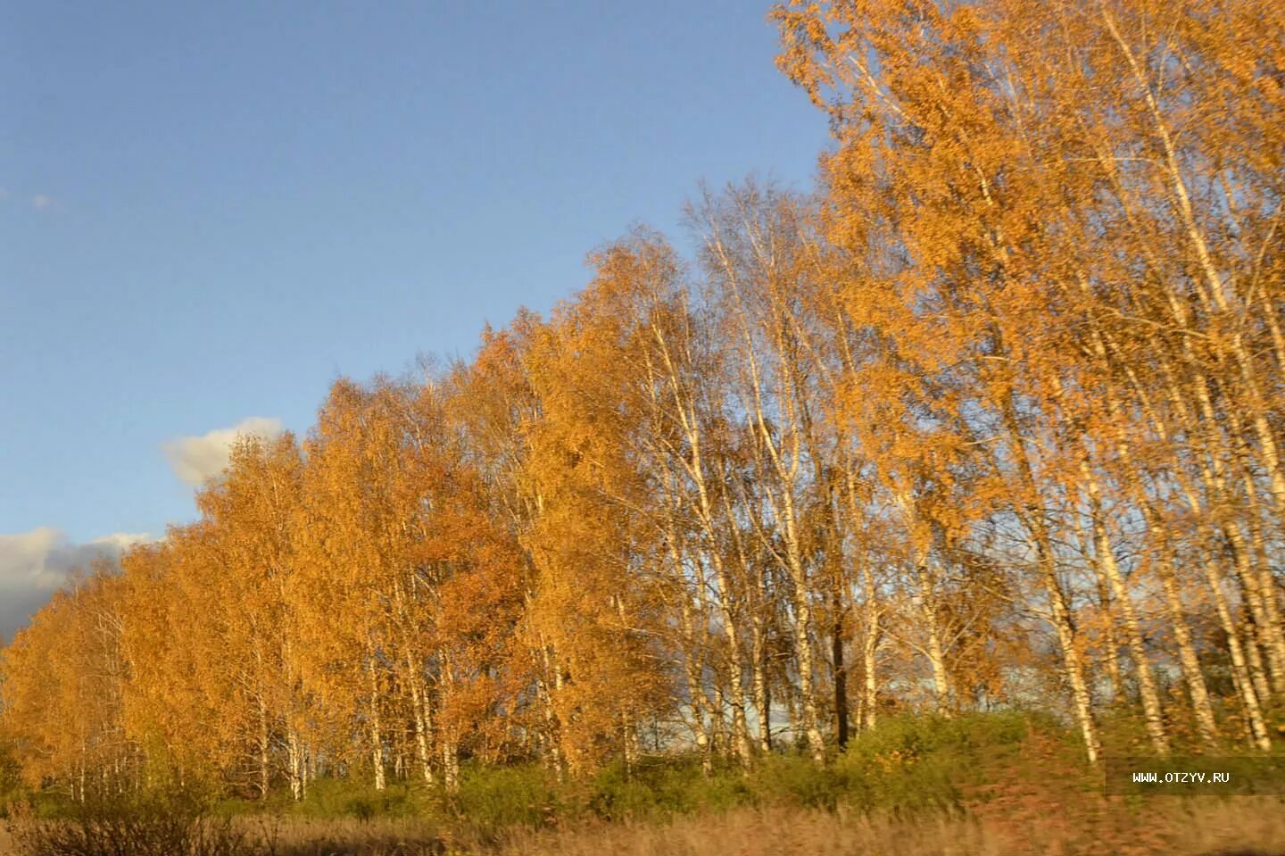 Осень 2013 год. Осенний лес Болдино. Пушкинская осень в Болдино. Картинки на рабочий стол Болдино.