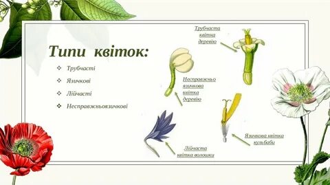Сростнолепестный венчик цветка имеется у