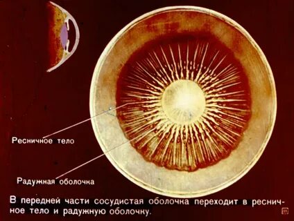 Ресничные глаза