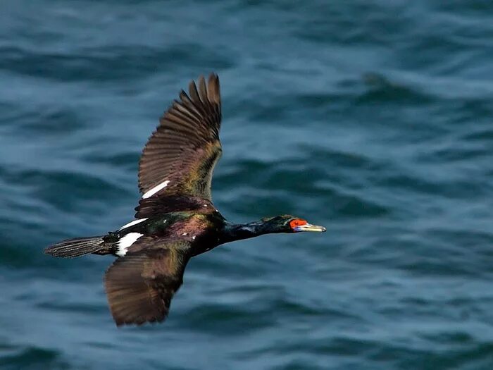 Баклан в полете фото Большой баклан (Phalacrocorax carbo). Птицы Сибири.