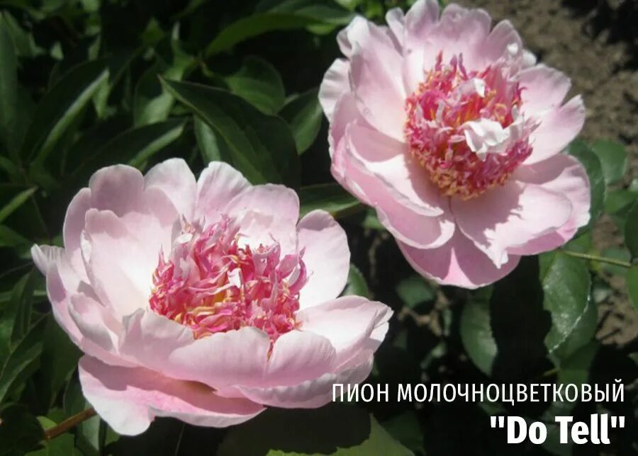 Pin op Peonies, peonies, peonies! Pioenrozen, Tuin