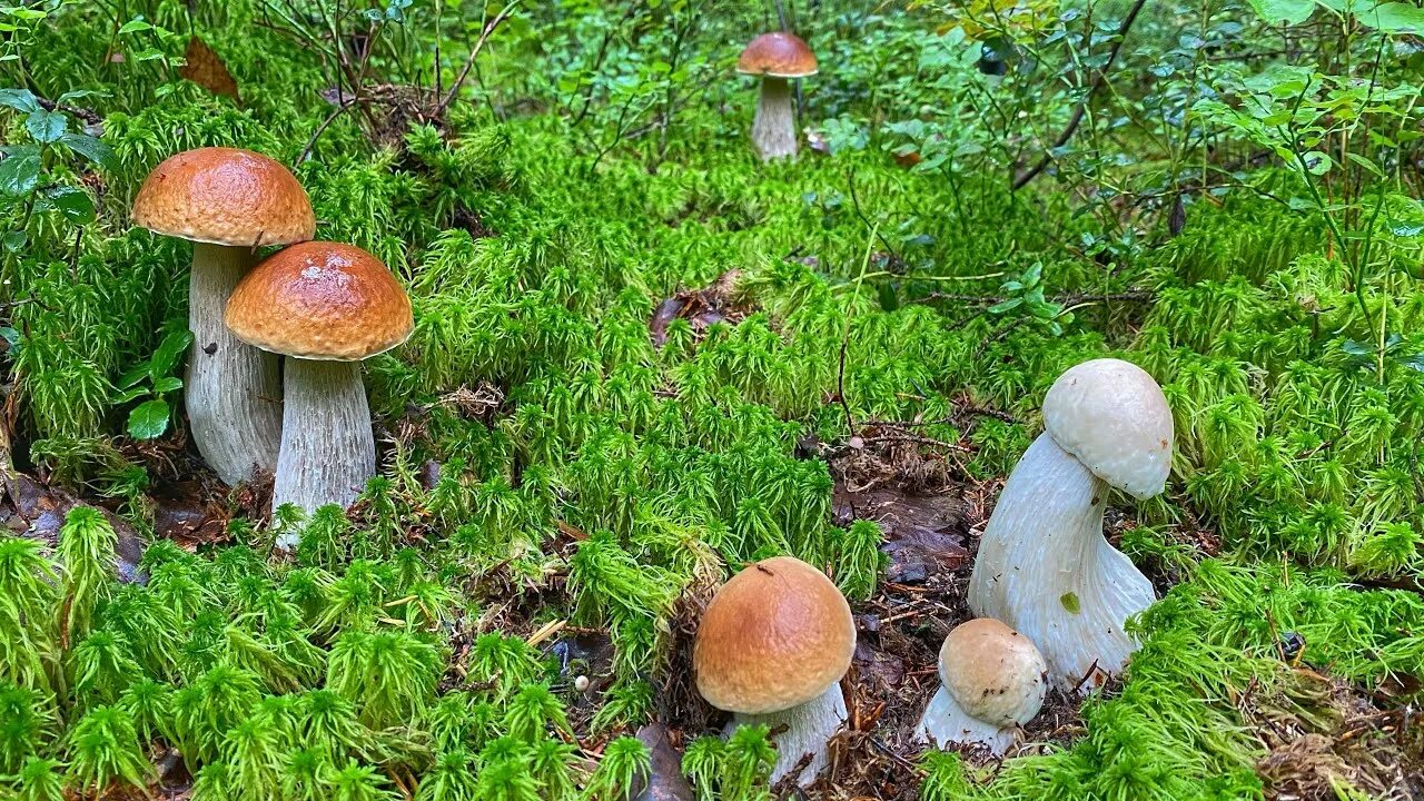 Как быстро растут грибы в лесу белые. Лесные грибы. роговдом грибы.