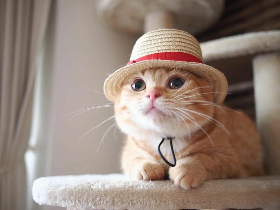 Cat edits