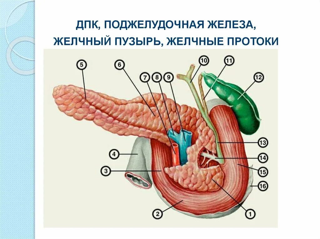 Орган имеет протоки открывающиеся в двенадцатиперстную кишку. Схема строения поджелудочной железы. Строение поджелудочной анатомия. Поджелудочная железа анатомия структура. Анатомия поджелудочной железы схема.