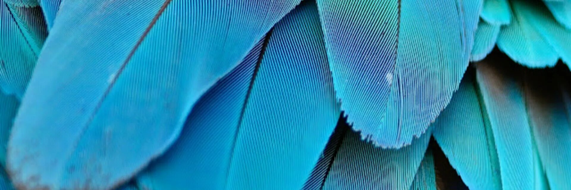 Перо сине зеленое. Перо сине зеленое. Перья текстура. Сине зеленый. Цвет павлиньего пера.