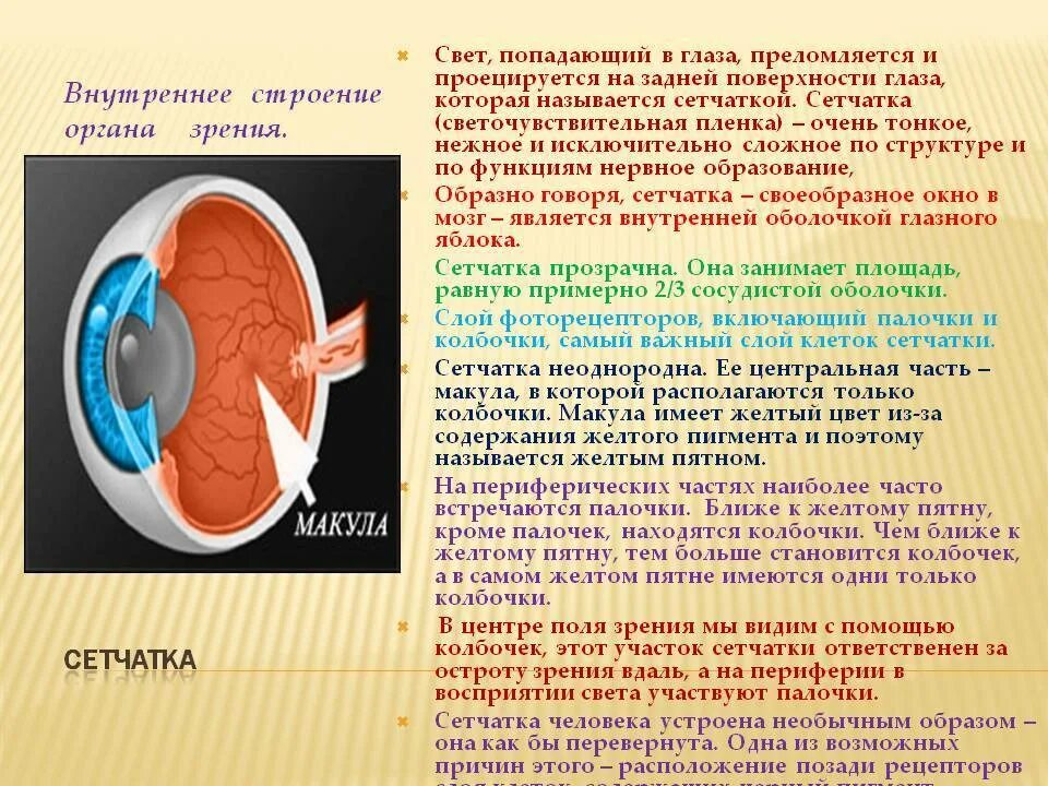 Структура сетчатой оболочки глаза. Внутренняя оболочка сетчатка строение. Сетчатая оболочка глаза функции. Строение сетчатки оболочки глаза.