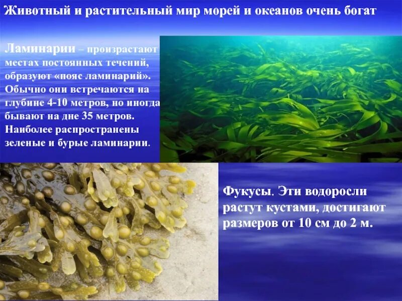 Какие водоросли образуют