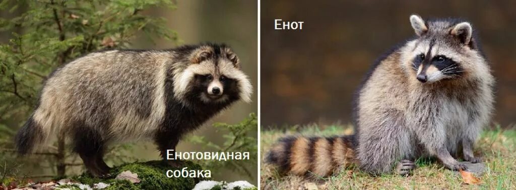 Енот и енотовидная собака: как отличить этих животных? Amazing Animals Дзен