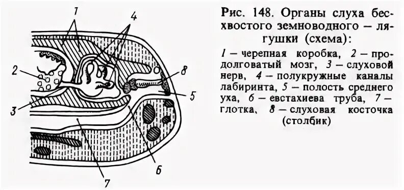 Орган слуха земноводных представлен. Органы слуха амфибий схема. Строение мозга амфибий. Внутреннее ухо лягушки строение. Строение глаза лягушки.