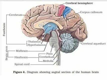 Cerebrum