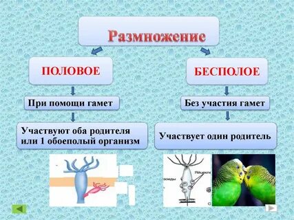 От кого произошли многоклеточные