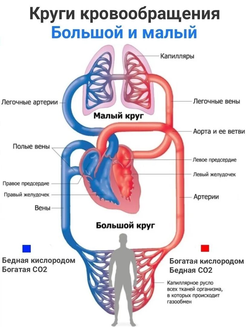 Кровообращение человека последовательность. Круги кровообращения схема малый круг. Схема малого круга кровообращения схема. Малый и большой круг кровообращения человека схема. Малый круг кровообращения и большой круг кровообращения.