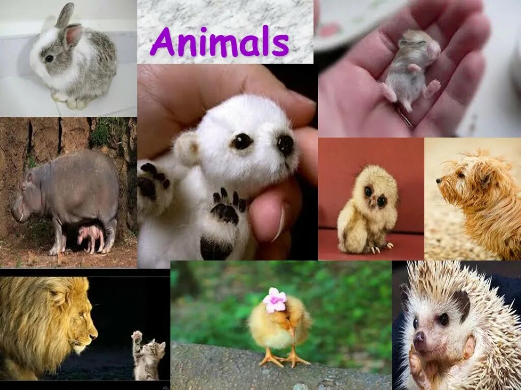 Animals you look like. Animals i like. British people like animals. Animals in great Britain people in great Britain like animal. Animals presentation.