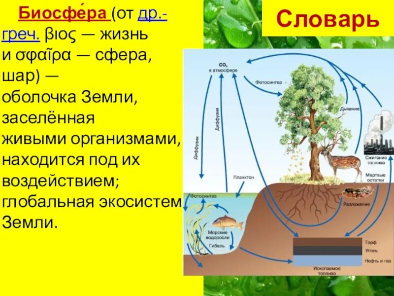 Биосфера опасные явления