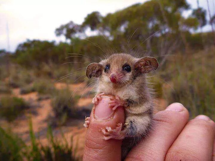 It's a Pygmy possum for those that are asking..! Cute animals, Scary animals, Cu