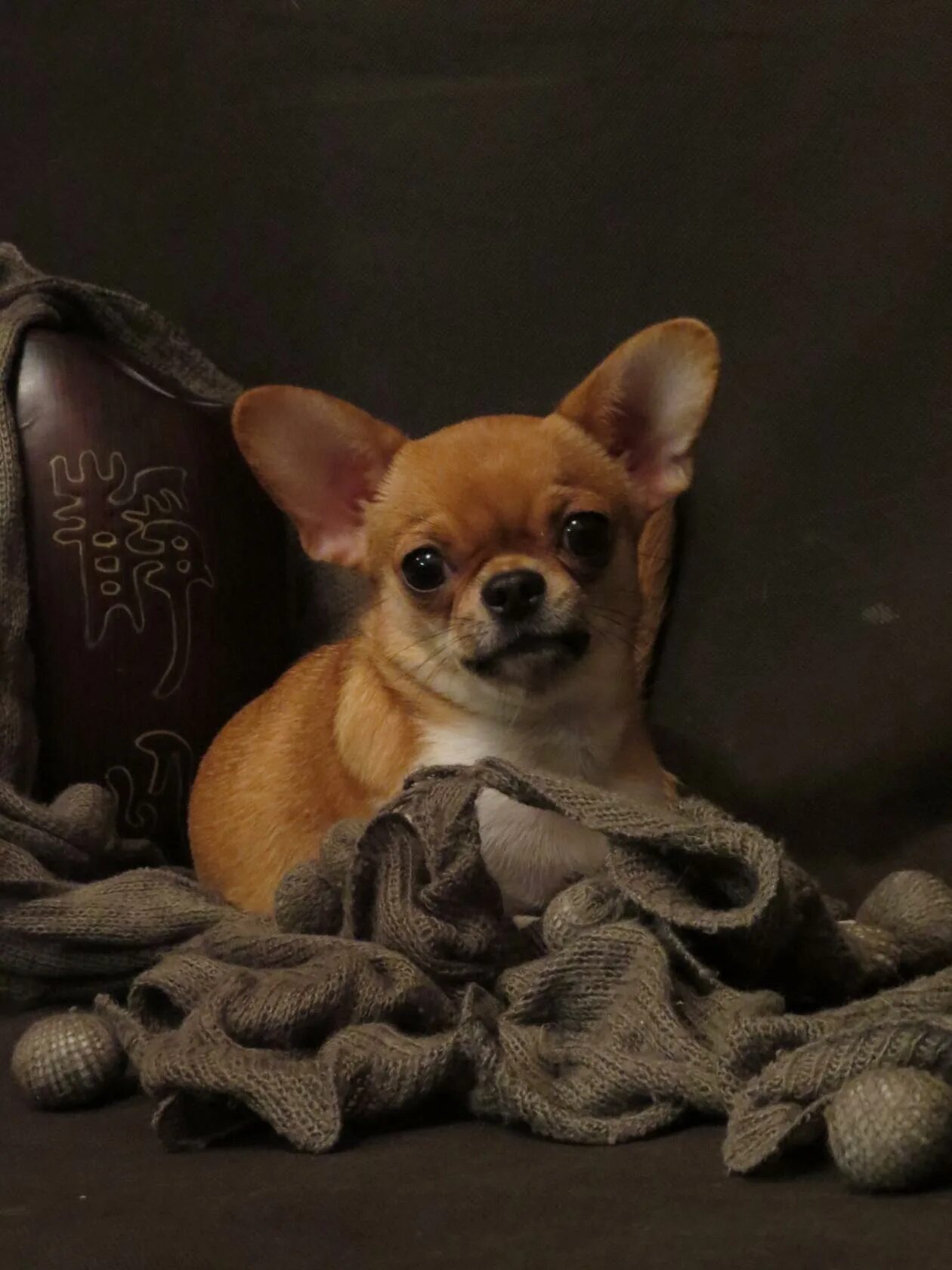 чихуа заводчик