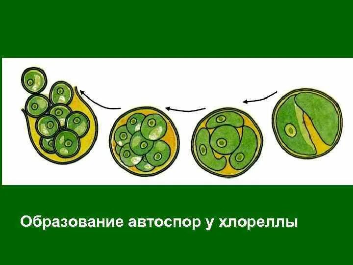 Чем хлорелла отличается от бактерии. Бесполое размножение хлореллы. Хлорелла водоросль размножение. Хлорелла размножение клетки. Размножение хлореллы схема.