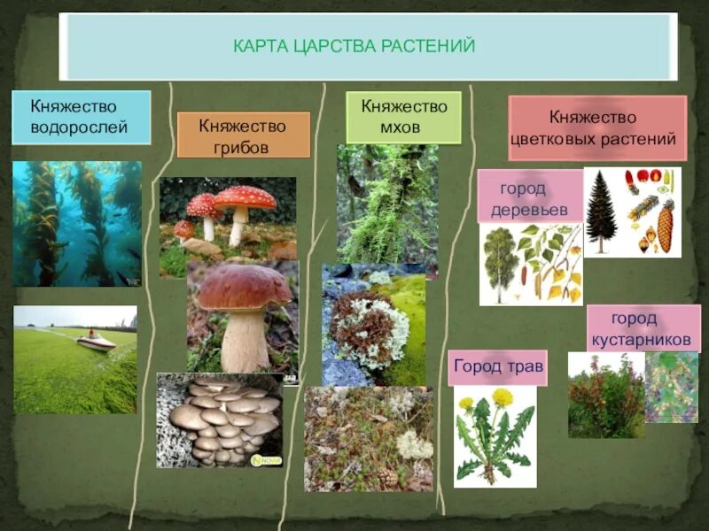 Что относится к царству растений. Царство растений. Представители царства растений. Представители царства рас. Высшие растения примеры названия