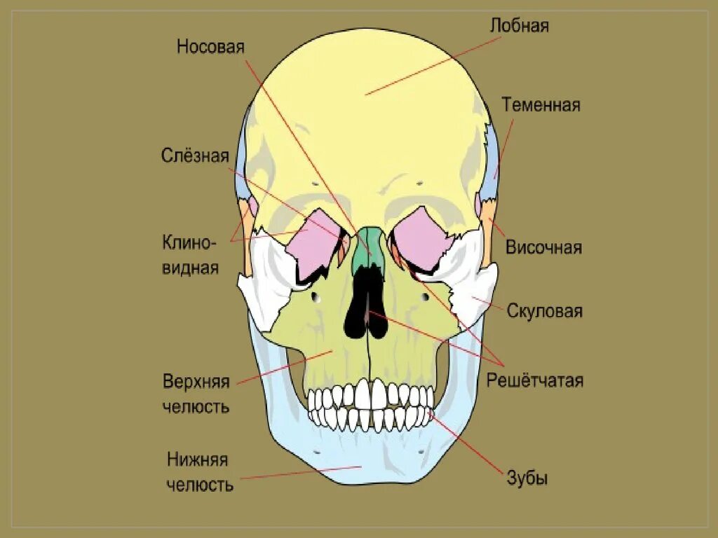 Кости лицевого черепа анатомия строение. Кости лицевого отдела черепа анатомия. Скелет головы череп анатомия. Кости лицевого отдела черепа человека вид спереди.