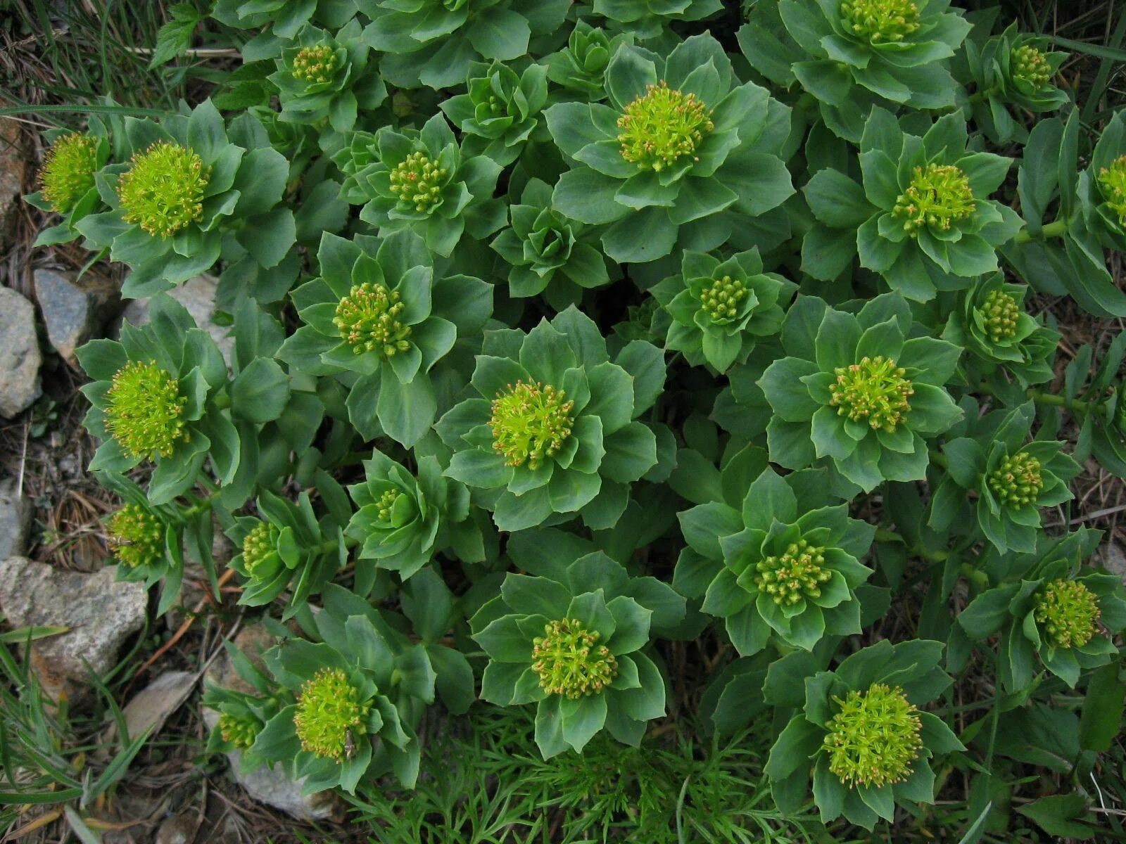 Радиола розовая противопоказания. Родиола розовая Rhodiola rosea. Сибирский женьшень родиола. Родиола иремельская. Левзея женьшень родиола.