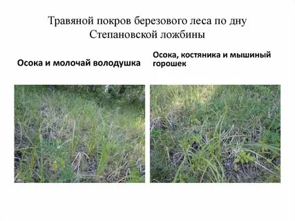 Состояние травяного покрова