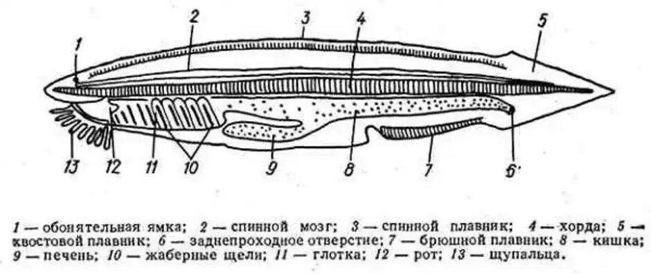 Схема внутреннего строения ланцетника рис 108. Срез ланцетника препарат. Схема внутреннего строения ланцетника. Внутреннее строение ланцетника.