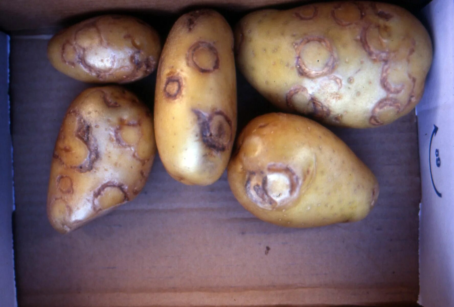 Viruses potato