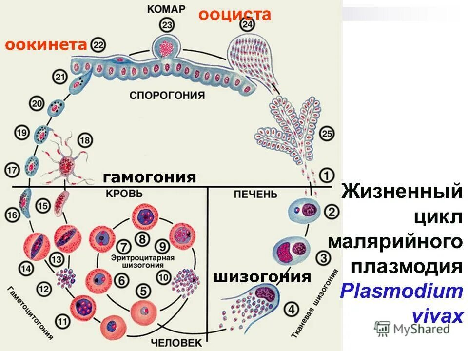 Plasmodium жизненный цикл. Жизненный цикл малярийного плазмодия. эритроцитарный цикл плазмодия. шизогония малярийного плазмодия.