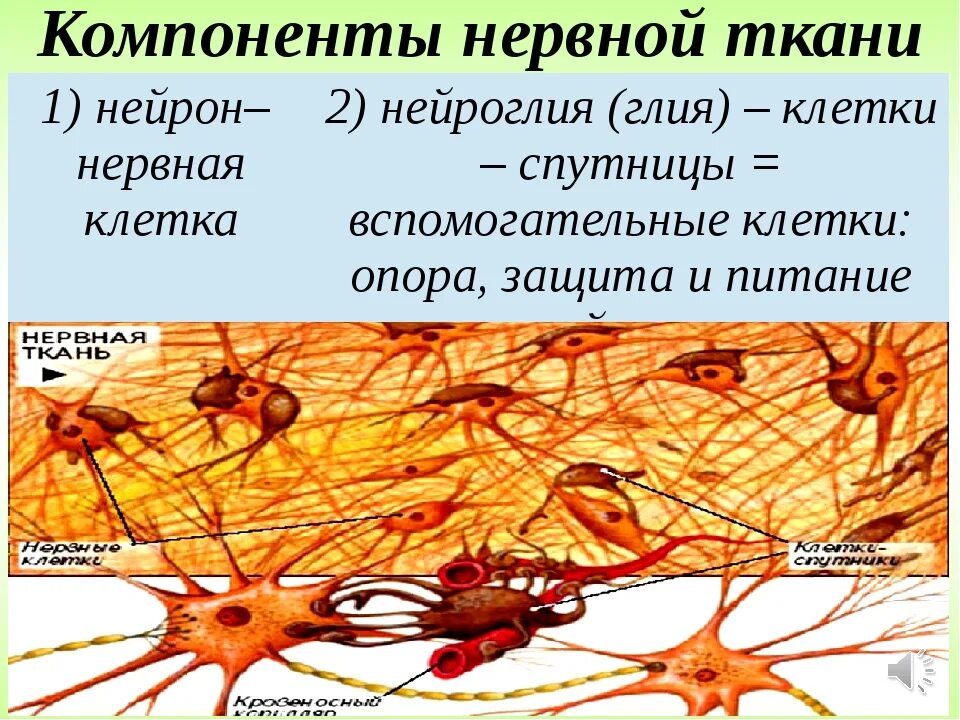 Нервная ткань состоит из собственно нервных клеток. Нервная ткань Нейроны и нейроглия. Нервная ткань строение нейрона. Нервные клетки нервной ткани строение. Нервная ткань строение и функции 8 класс.