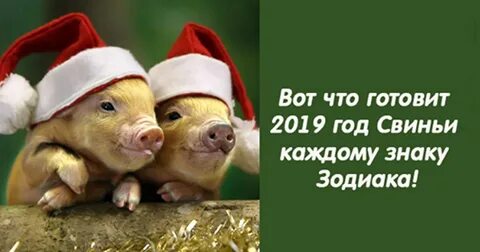 Когда был год свиньи последний раз